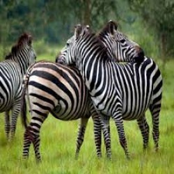 Nagzira Tour From Nagpur 2N/3D ( 2N Nagzira National Park )